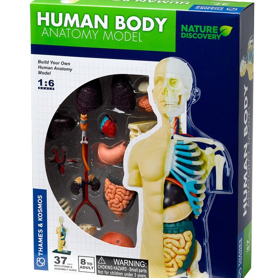 Human Anatomy