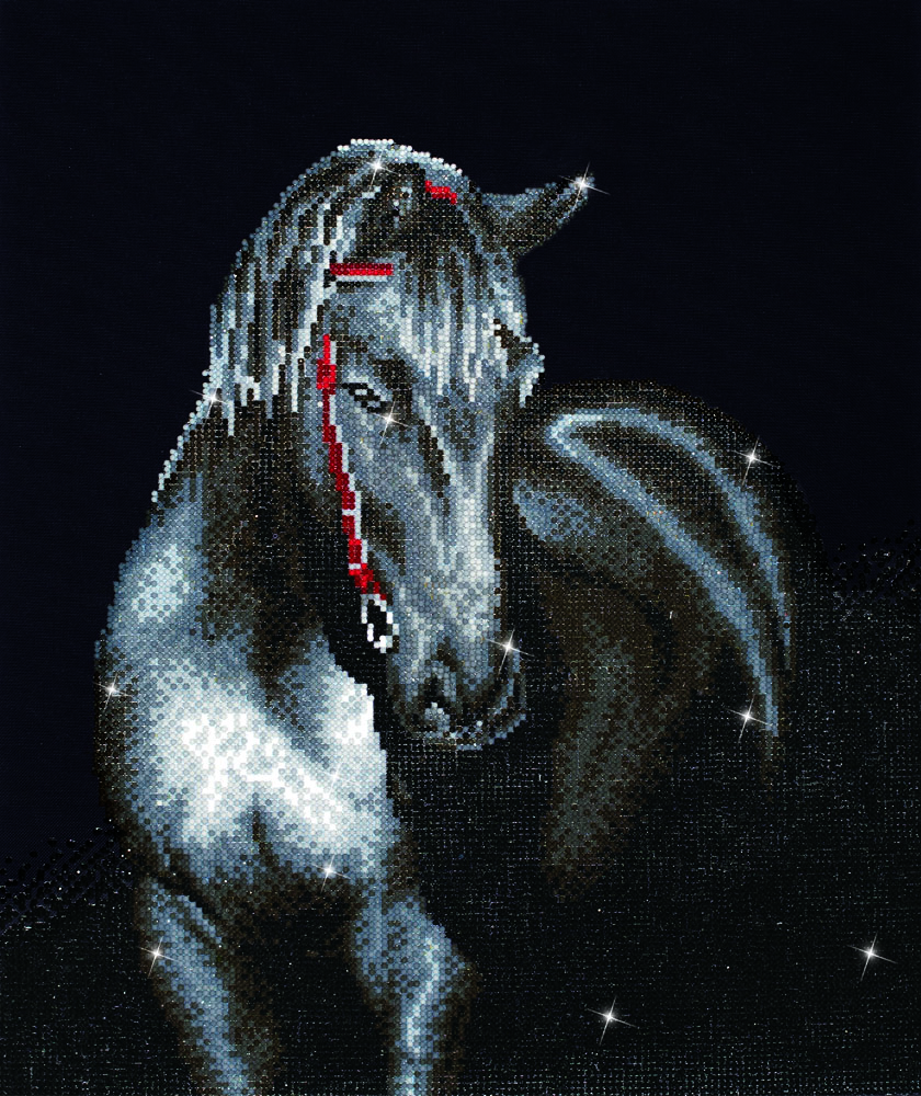 Midnight Stallion