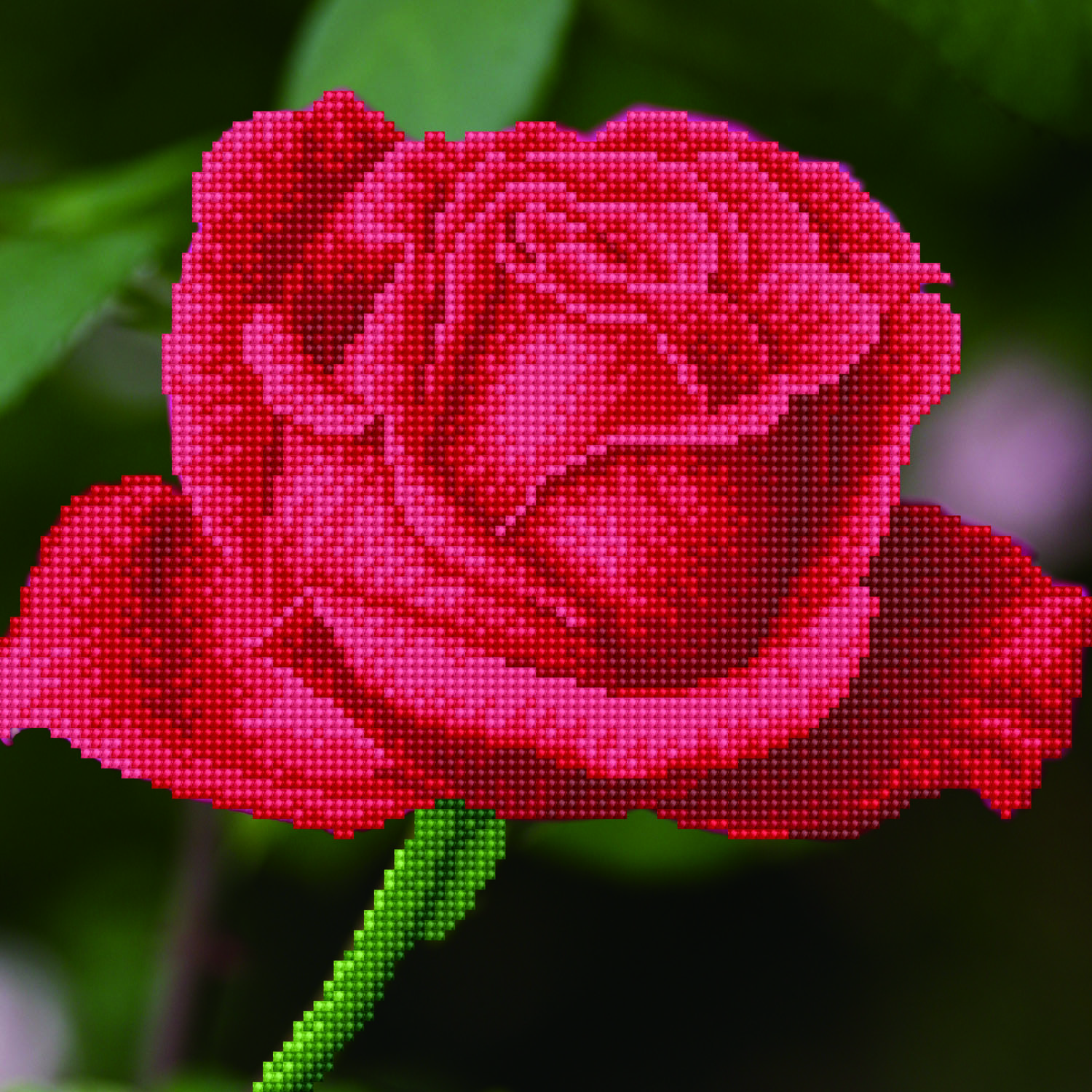 Rose Bud