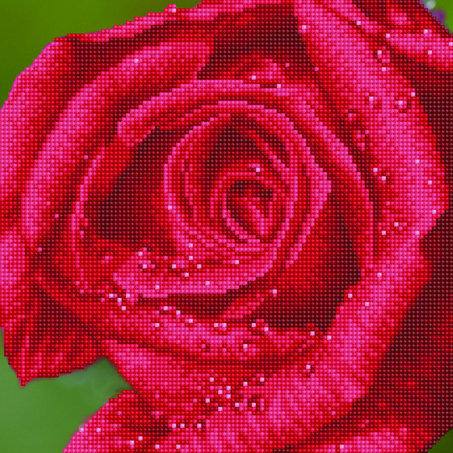 Rose Dew